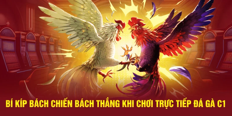 Bí kíp bách chiến bách thắng khi chơi trực tiếp đá gà C1