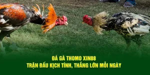Đá Gà Thomo Xin88