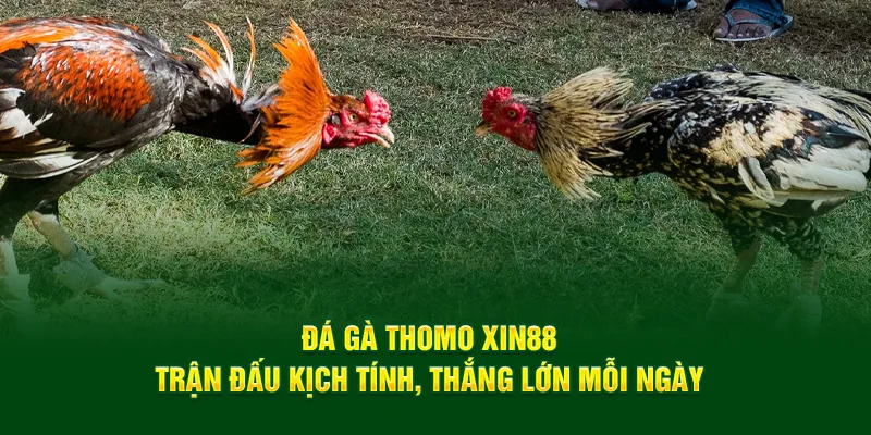 Đá Gà Thomo Xin88