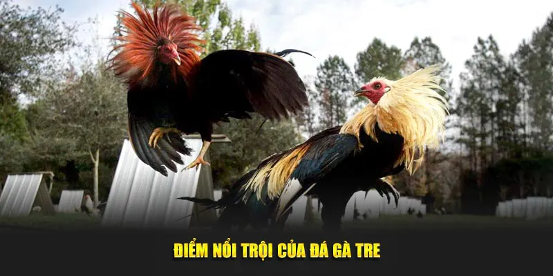 Điểm nổi trội của đá gà tre
